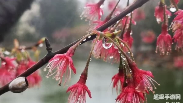 樱之泪