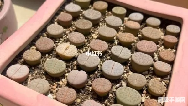 华丽的曲玉
