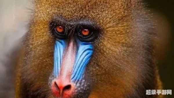 世界上最大的猴子是