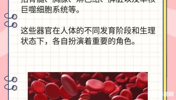人体造血工厂是指